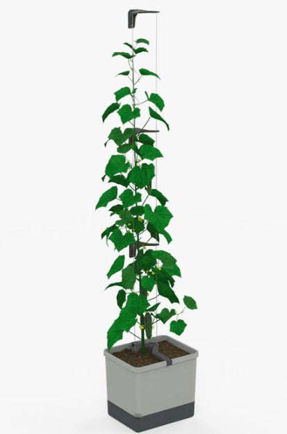 Curt Cucumber Planter Light Grey - Climbing Aid & Self-Watering System