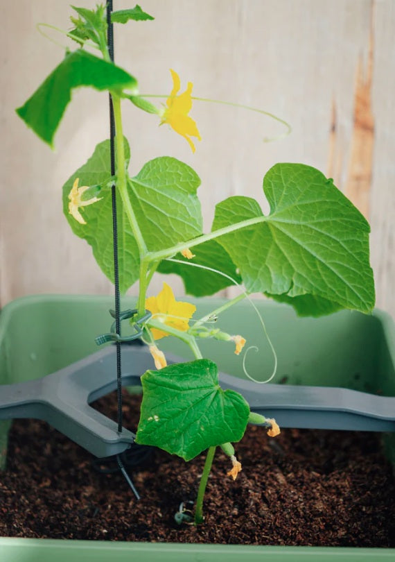 Curt Cucumber Planter Light Grey - Climbing Aid & Self-Watering System