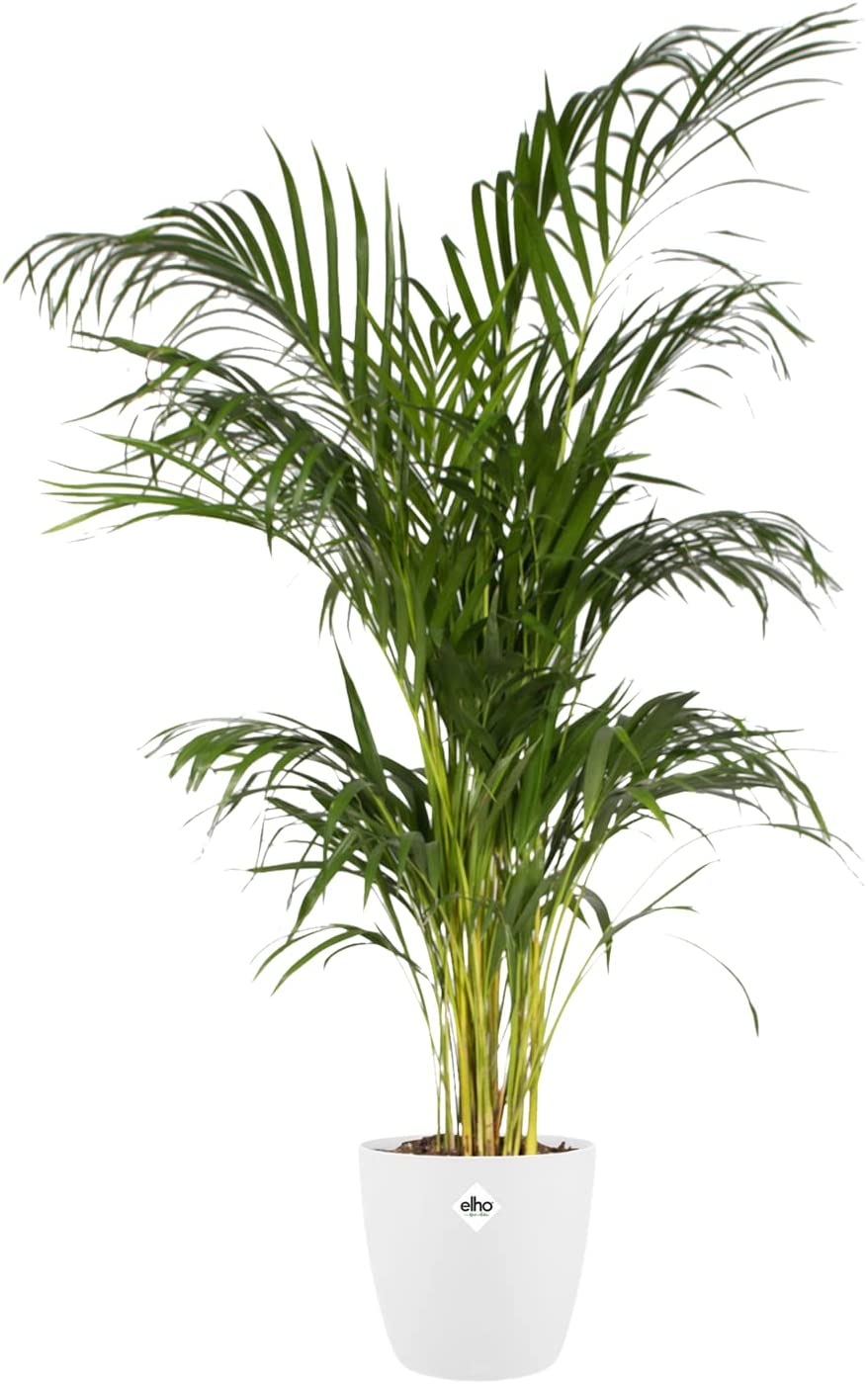 Brussels Round 30cm - White