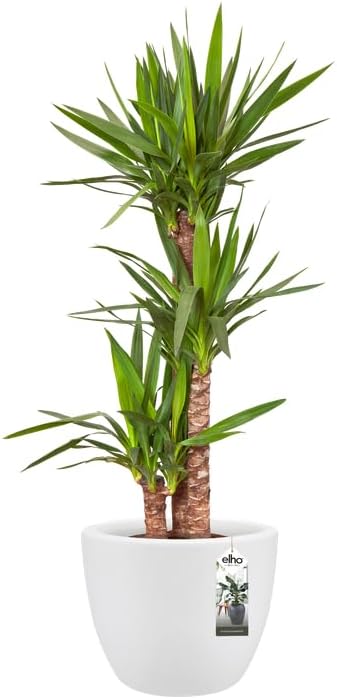 Pure Soft Round 30cm - White