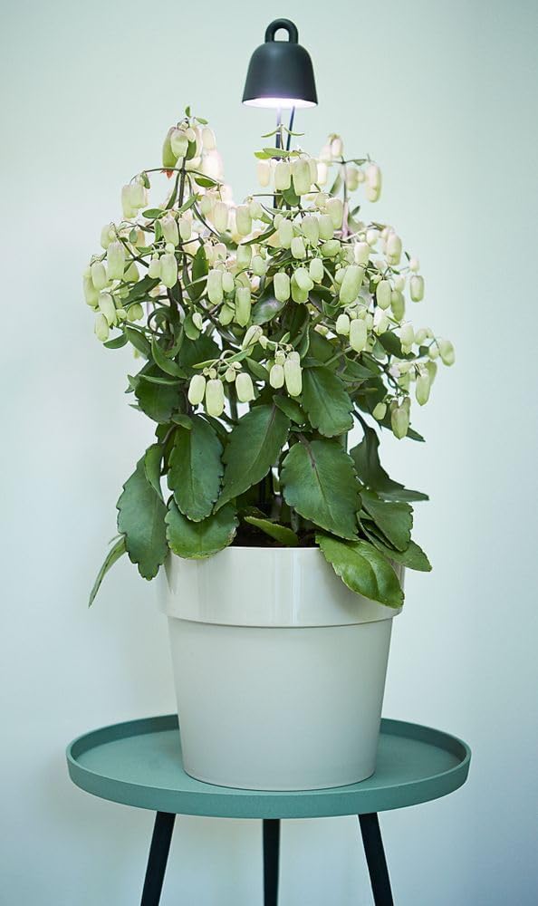 LED Leaf Light Care 36cm - Living Black