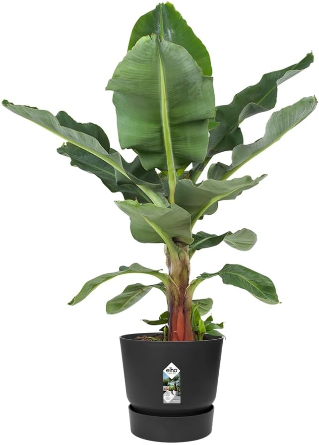 Greenville Round 55cm - Living Black