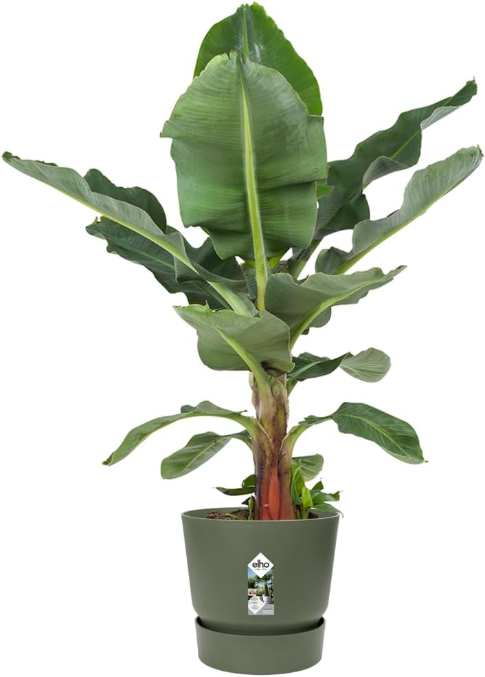 Greenville Round 55cm - Leaf Green