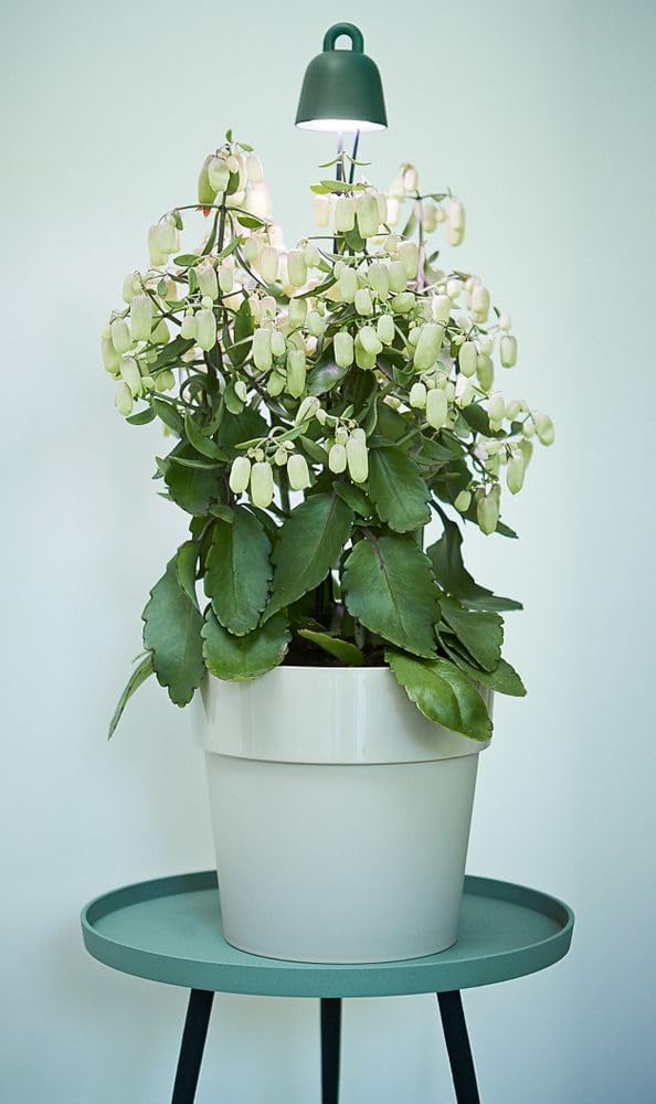 LED Leaf Light Care 36cm - Leaf Green