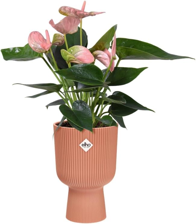 Vibes Fold Coupe 14cm Delicate Pink