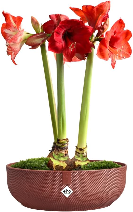 Jazz Bowl 28cm - Tuscan Red