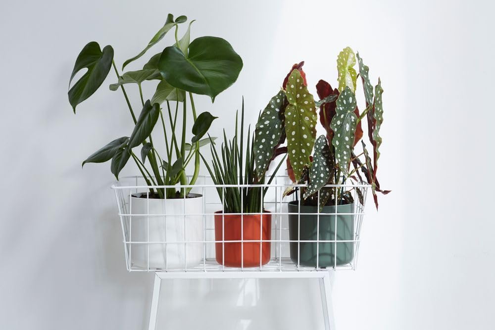 B.for Soft 18cm - Leaf Green