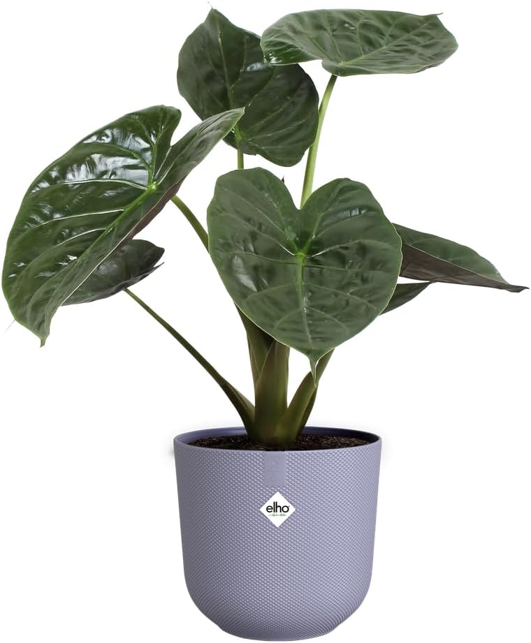 Jazz Round 35cm - Lavender Lilac