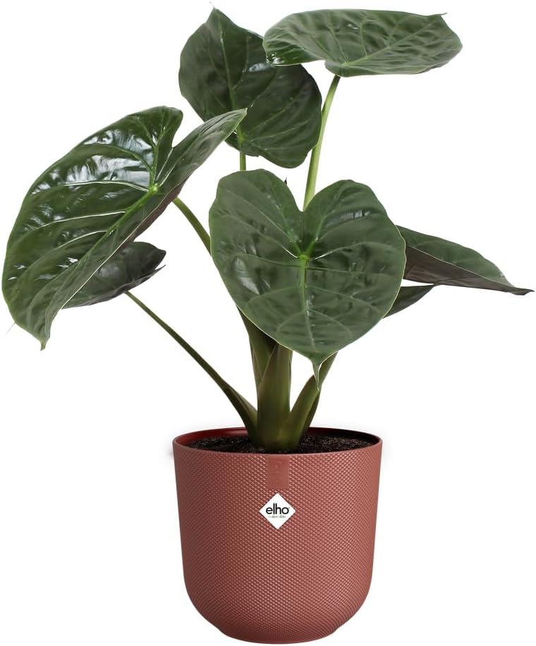 Jazz Round 35cm - Tuscan Red