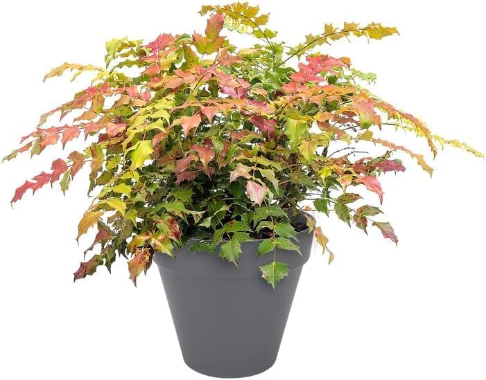 Urban Jungle Plant Pot - Indoor or Outdoor - 22cm Anthracite