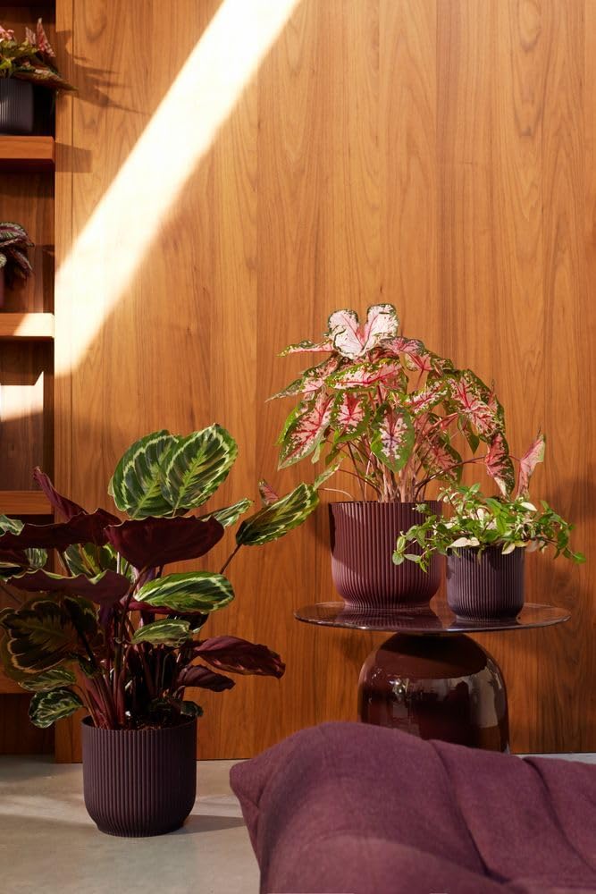 The Winery Collection 18cm - Deep Purple