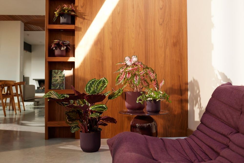 The Winery Collection 18cm - Deep Purple