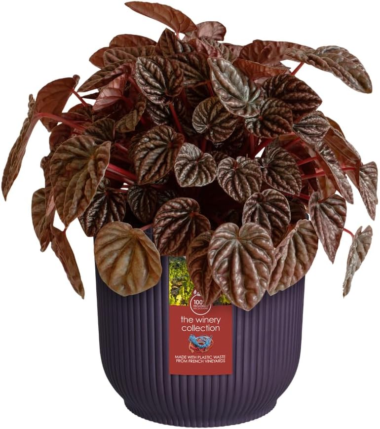 The Winery Collection 18cm - Deep Purple