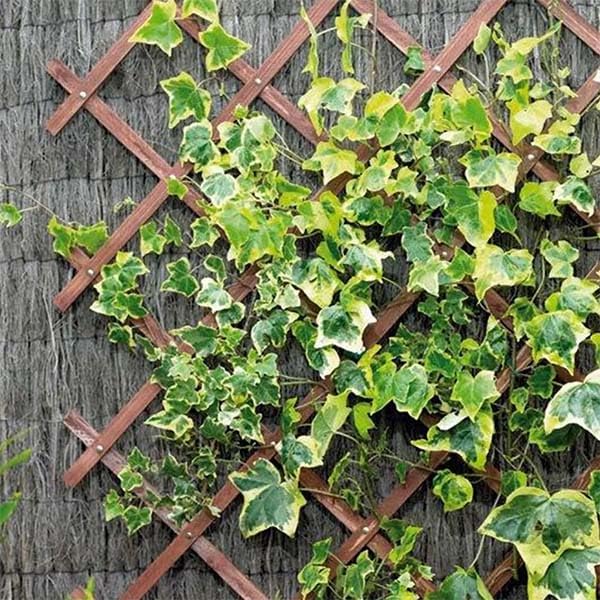 Riveted Garden Trellis Tan - 1.8m x 1.2 m