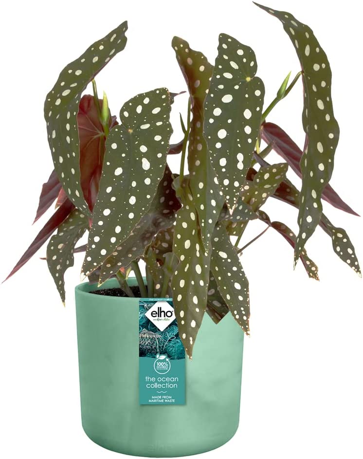 The Ocean Collection Round 16cm Pacific Green