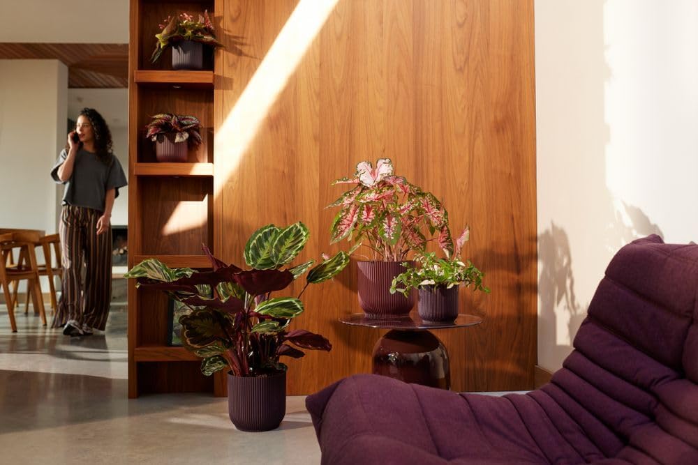 The Winery Collection 18cm - Deep Purple