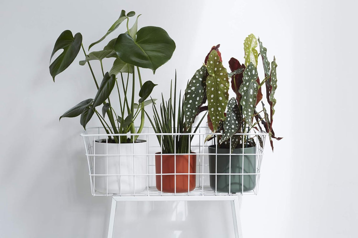 B.for Soft Round 16cm - Leaf Green