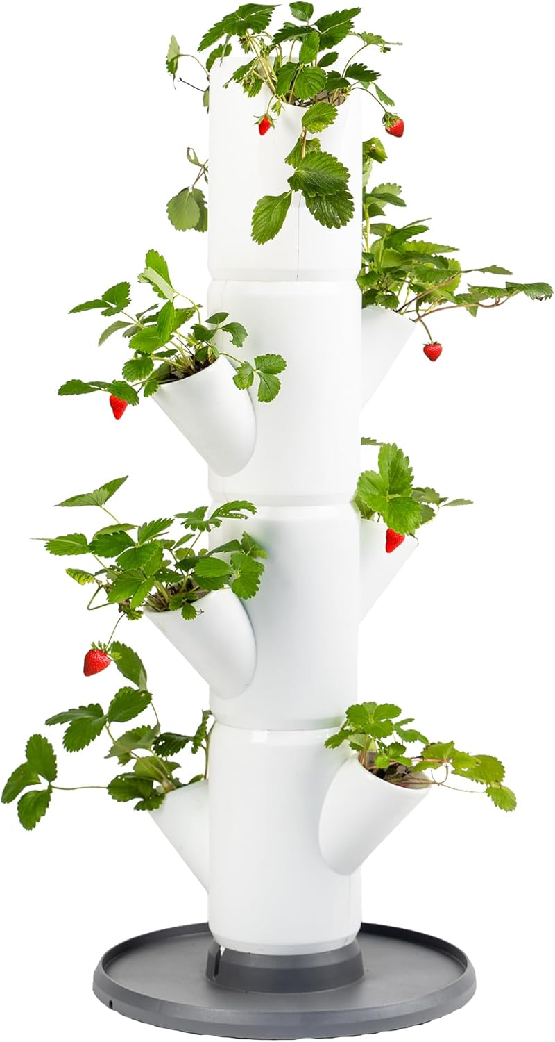 Sissi Strawberry Planter Starter - White