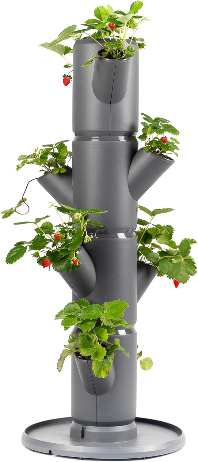 Sissi Strawberry Planter Starter - Grey