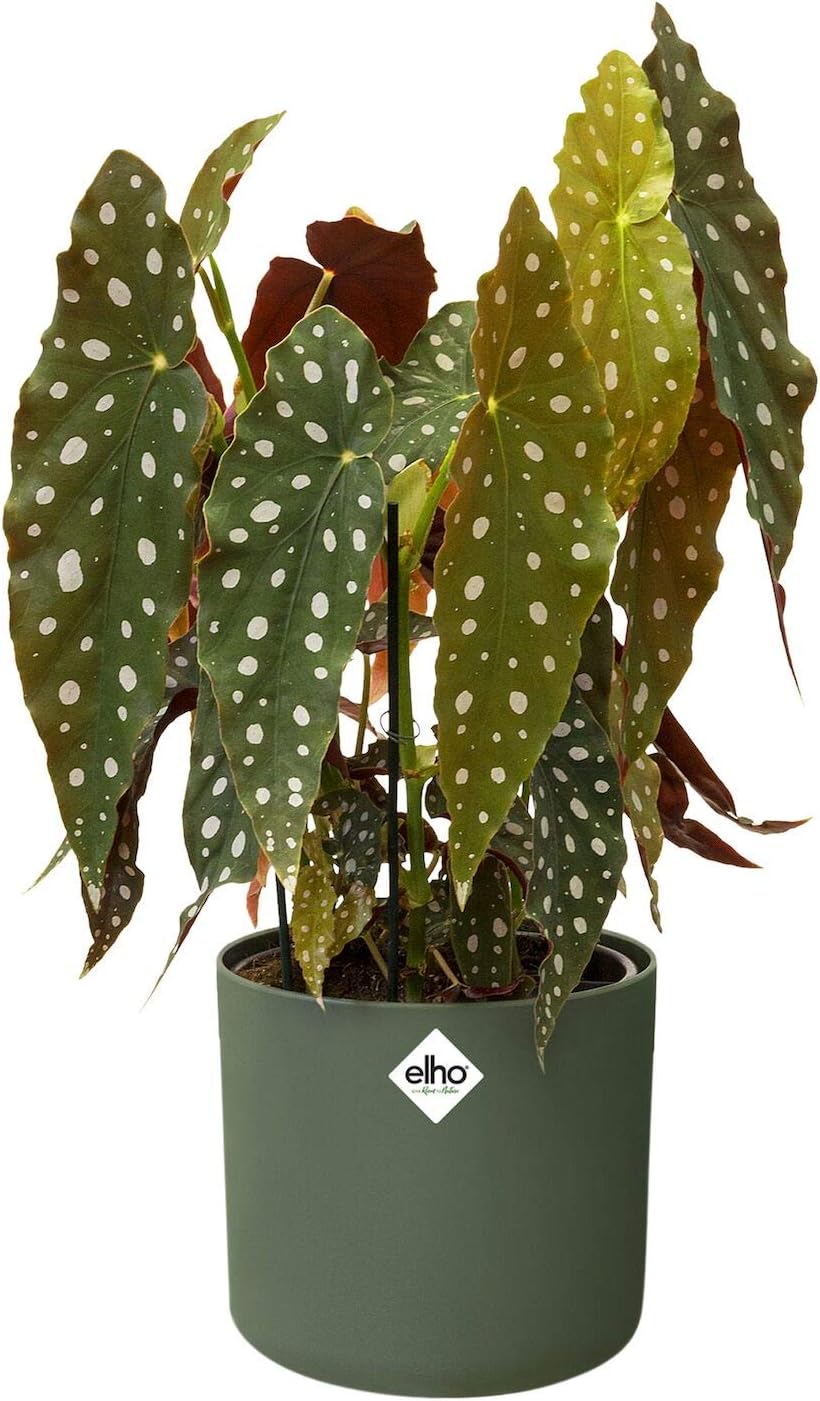 B.for Soft Round 16cm - Leaf Green