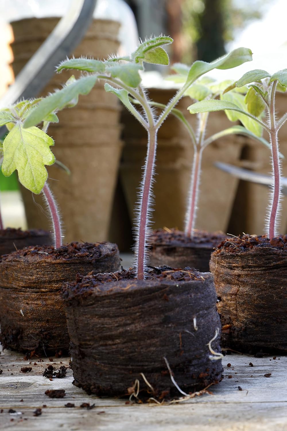 Grow It 50 Peat Free Compost Discs