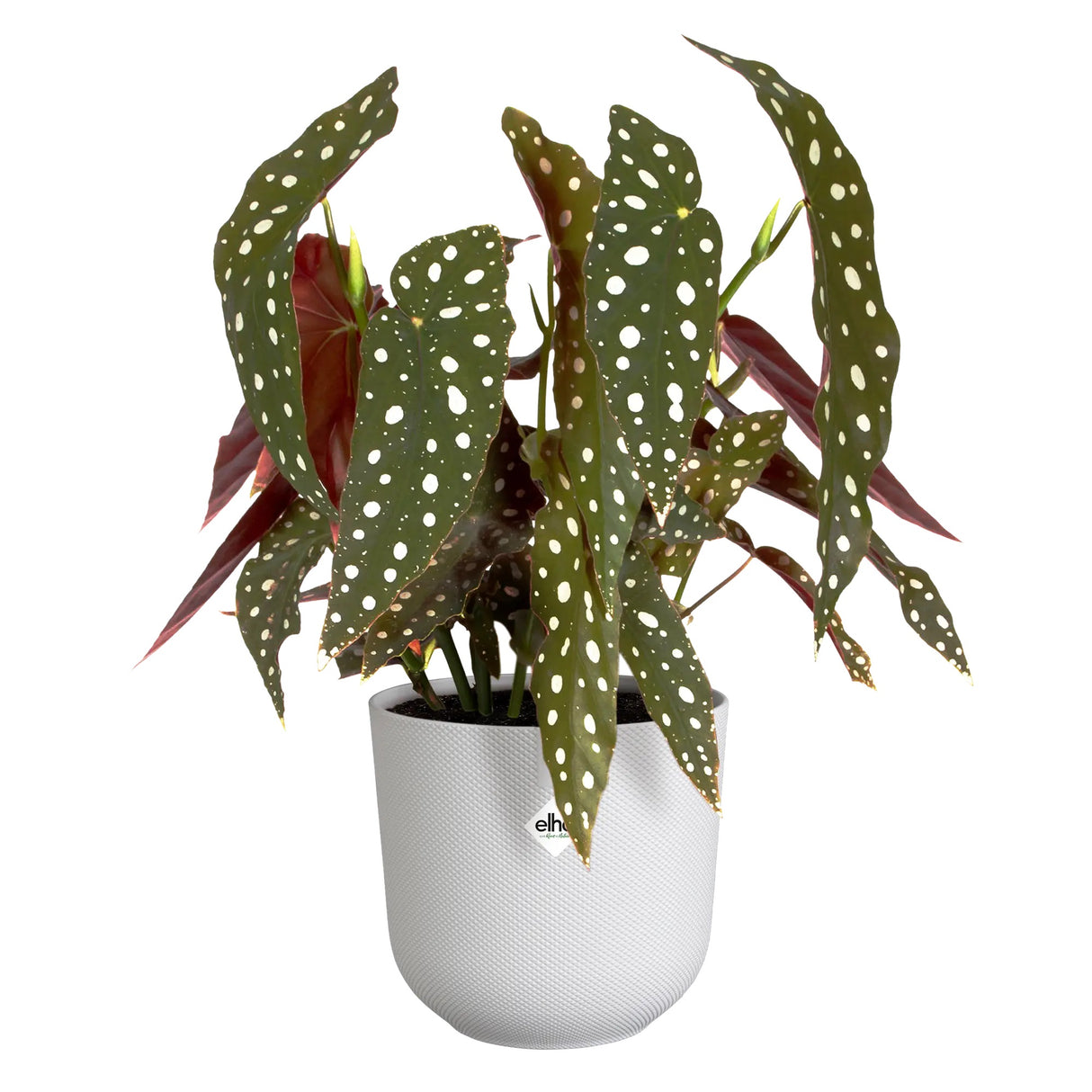 Jazz Round 14cm - Silky White