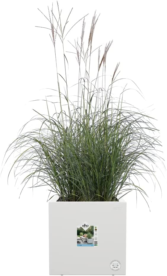 Vivo Next Square - 30cm - White