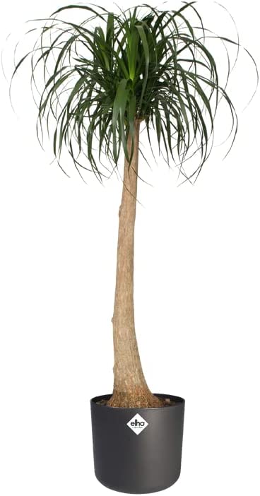 B.For Soft Round 14cm - Anthracite