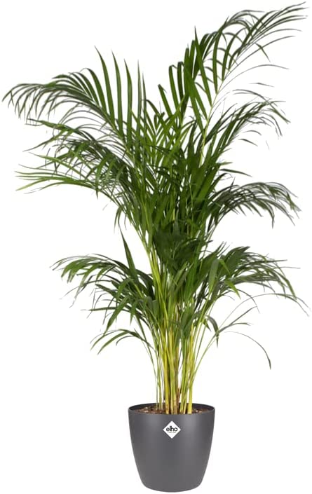 Brussels Round 25cm - Anthracite