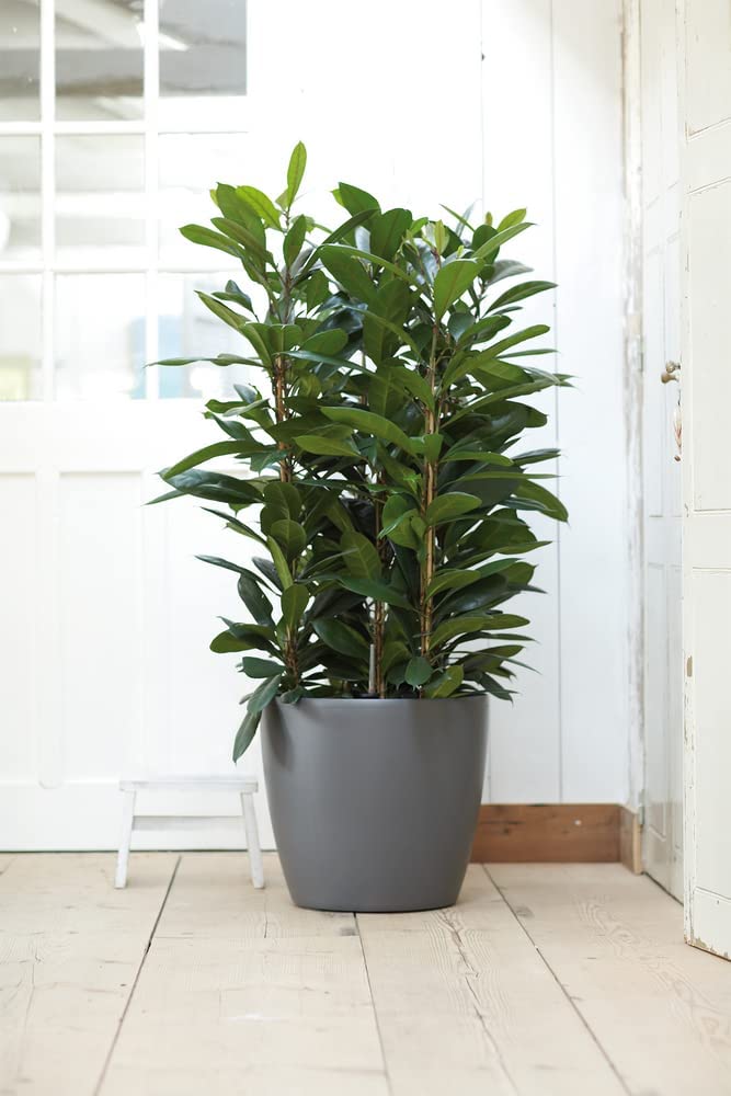 Brussels Round Wheels 47cm - Anthracite