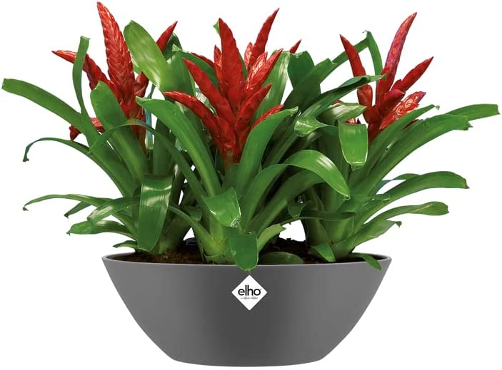 Brussels Oval 36cm - Anthracite