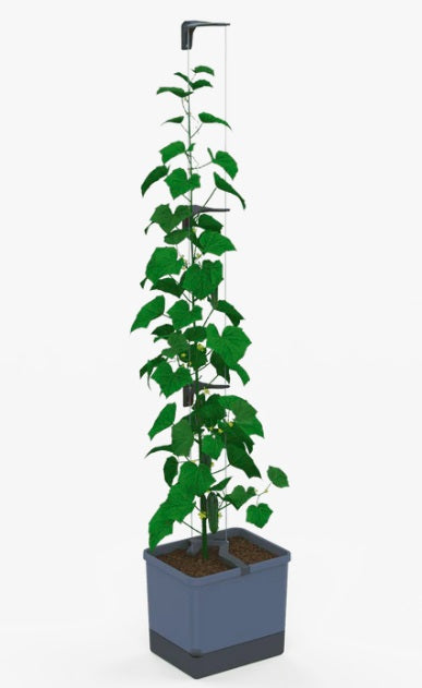 Curt Cucumber Planter Blue - Climbing Aid & Self-Watering System