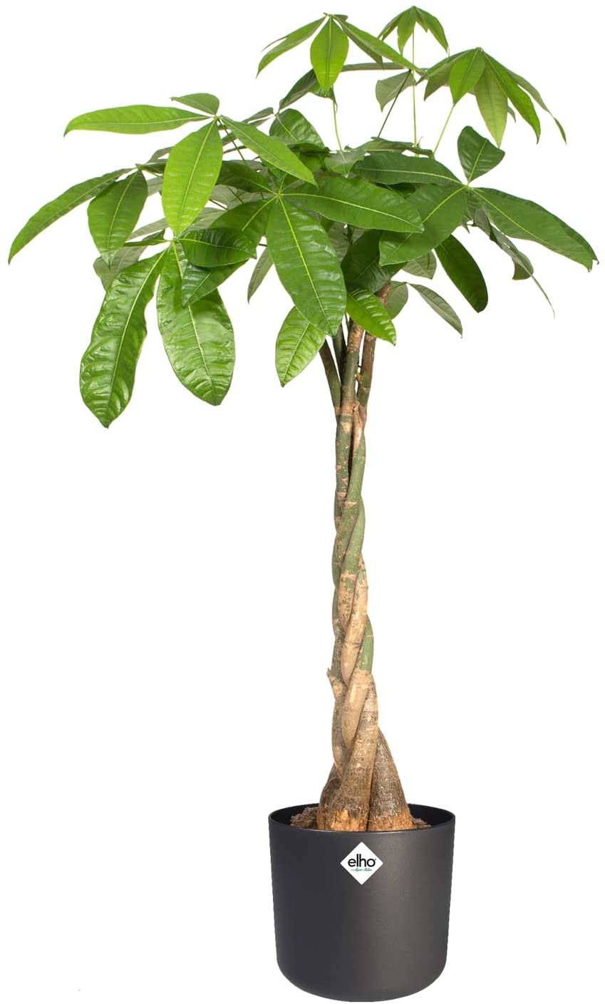 B.for Soft Round 30cm - Anthracite