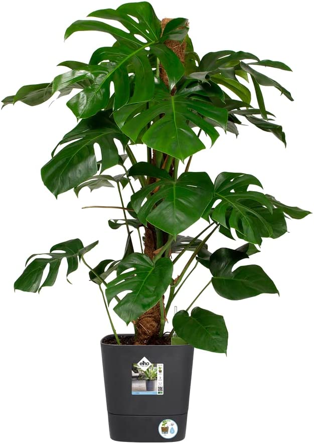 Greensense Aqua Care Square 38cm - Charcoal Grey