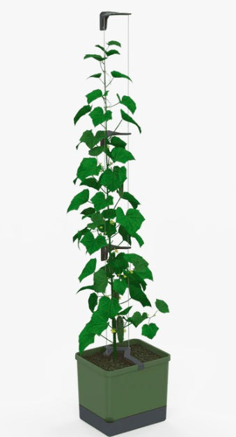 Curt Cucumber Planter Dark Green - Climbing Aid & Self-Watering System