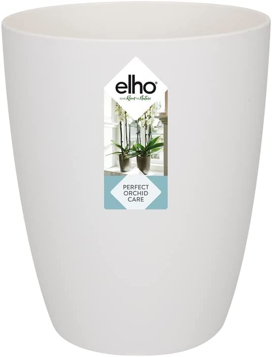 Brussels Orchid High 12.5cm - White