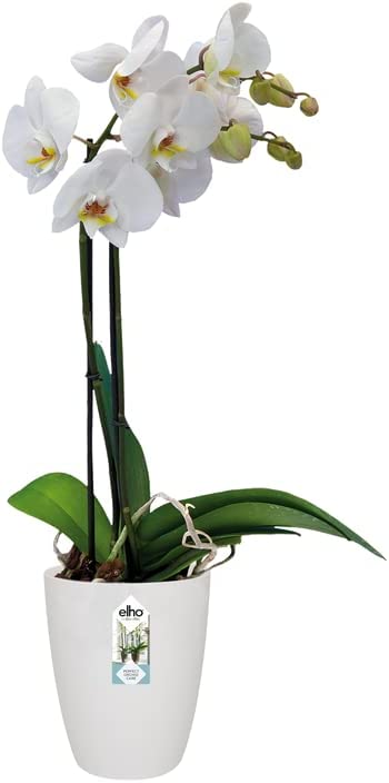 Brussels Orchid High 12.5cm - White