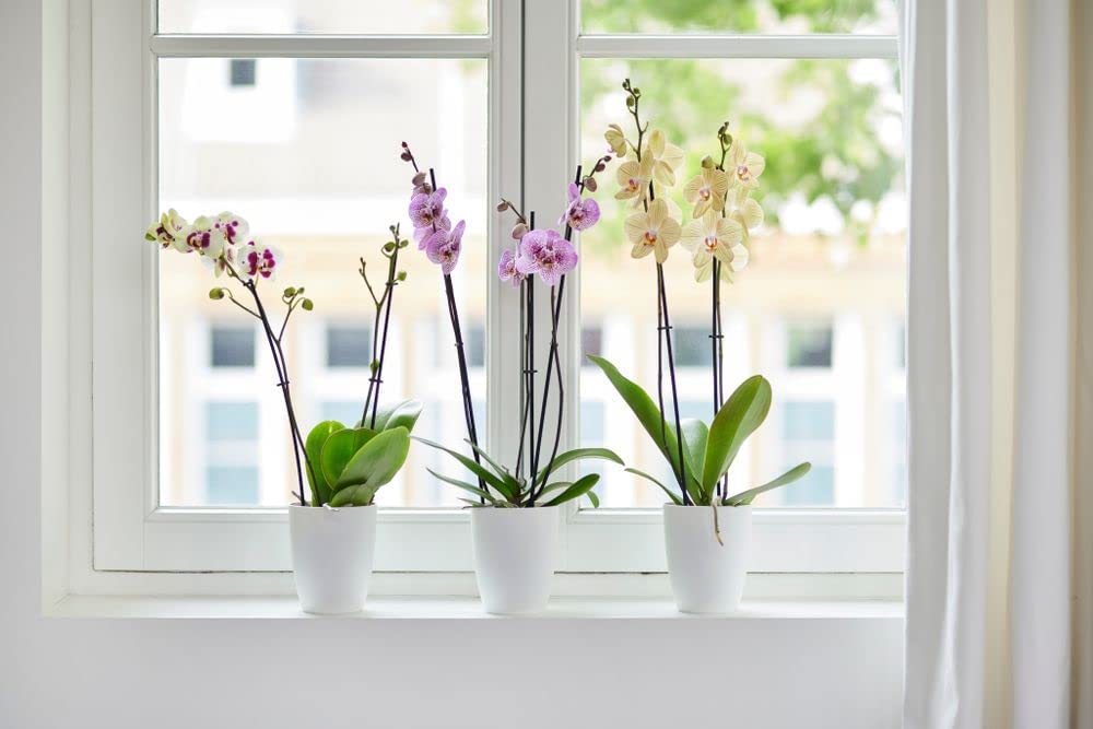 Brussels Orchid High 12.5cm - White