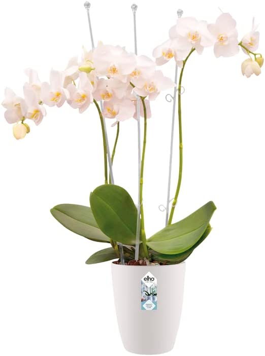 Brussels Orchid High 12.5cm - White