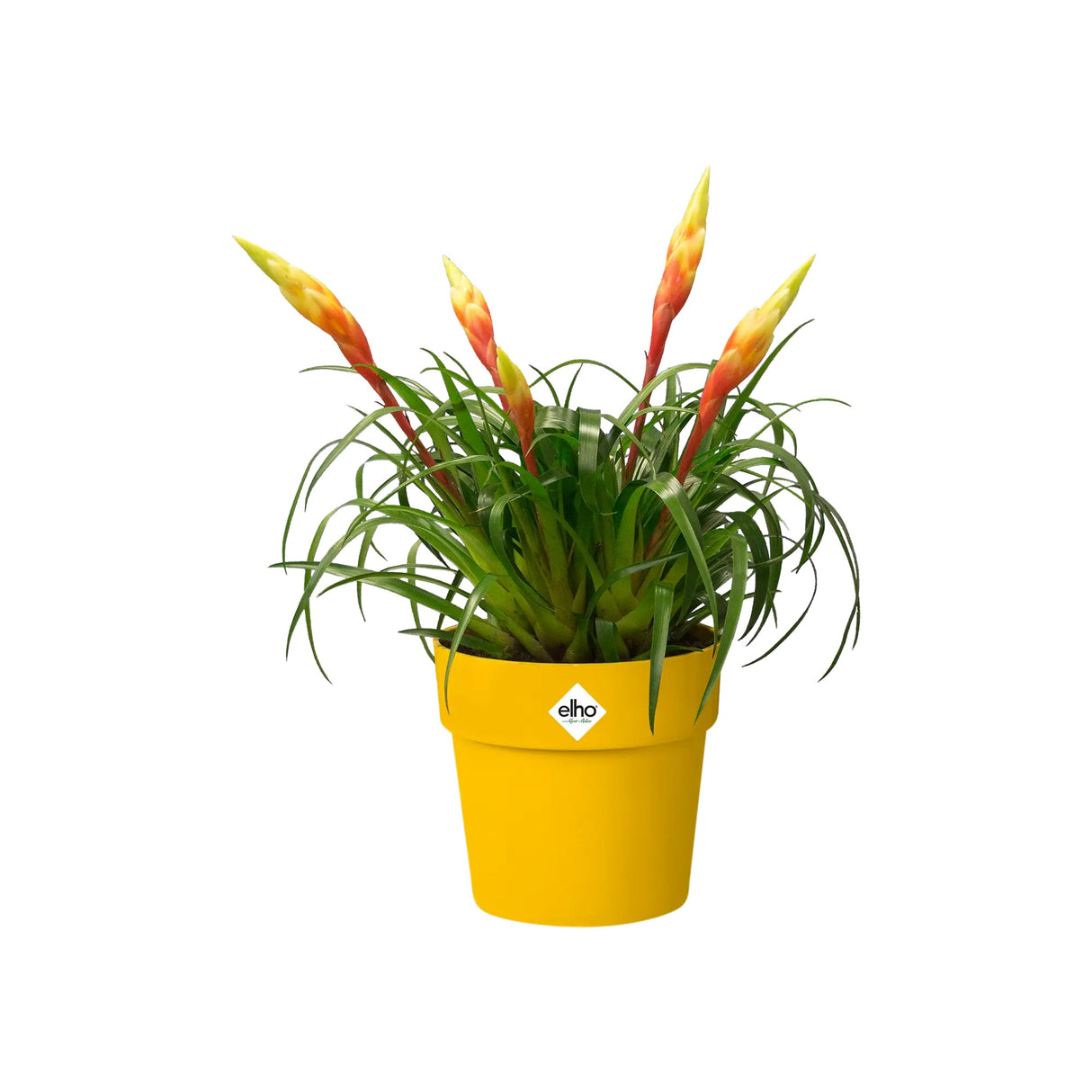 B.for Original Round 22cm - Ochre