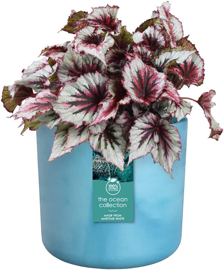 The Ocean Collection Round 16cm Atlantic Blue