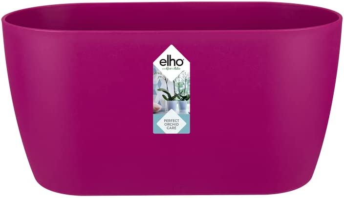 Brussels Orchid Duo 25cm - Cherry Red