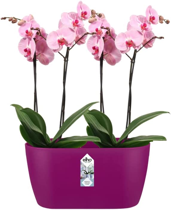 Brussels Orchid Duo 25cm - Cherry Red