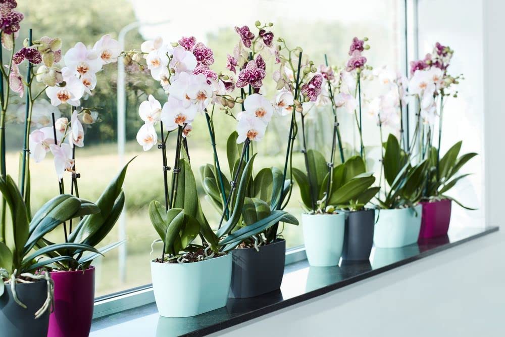 Brussels Orchid Duo 25cm - Cherry Red