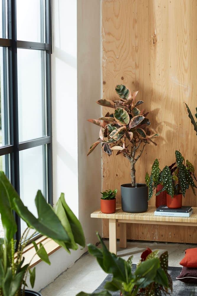 B.For Soft Round 22cm - Anthracite