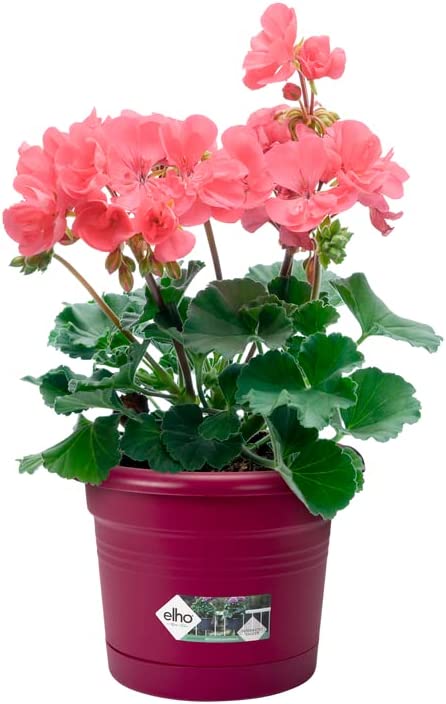 Green Basics All-in-1 Balcony Potholder - Cherry Red