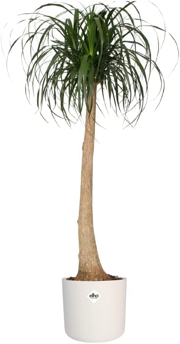 B.For Soft Round 14cm - White