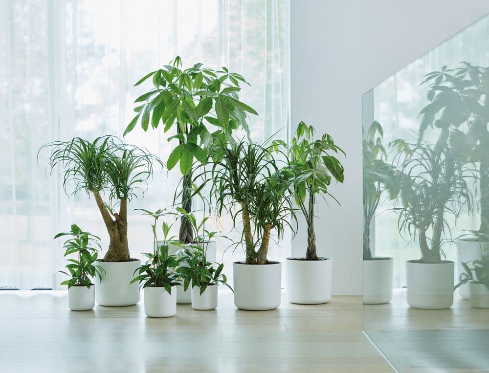 B.For Soft Round 18cm - White