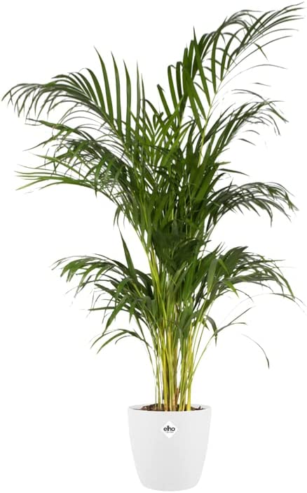 Brussels Round 25cm - White