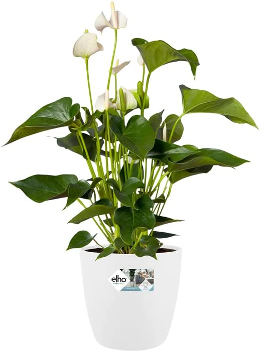 Brussels Round 25cm - White